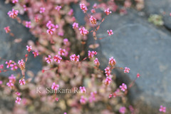 Rotala floribunda